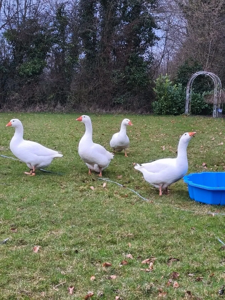 Embden geese fertile eggs - Image 3