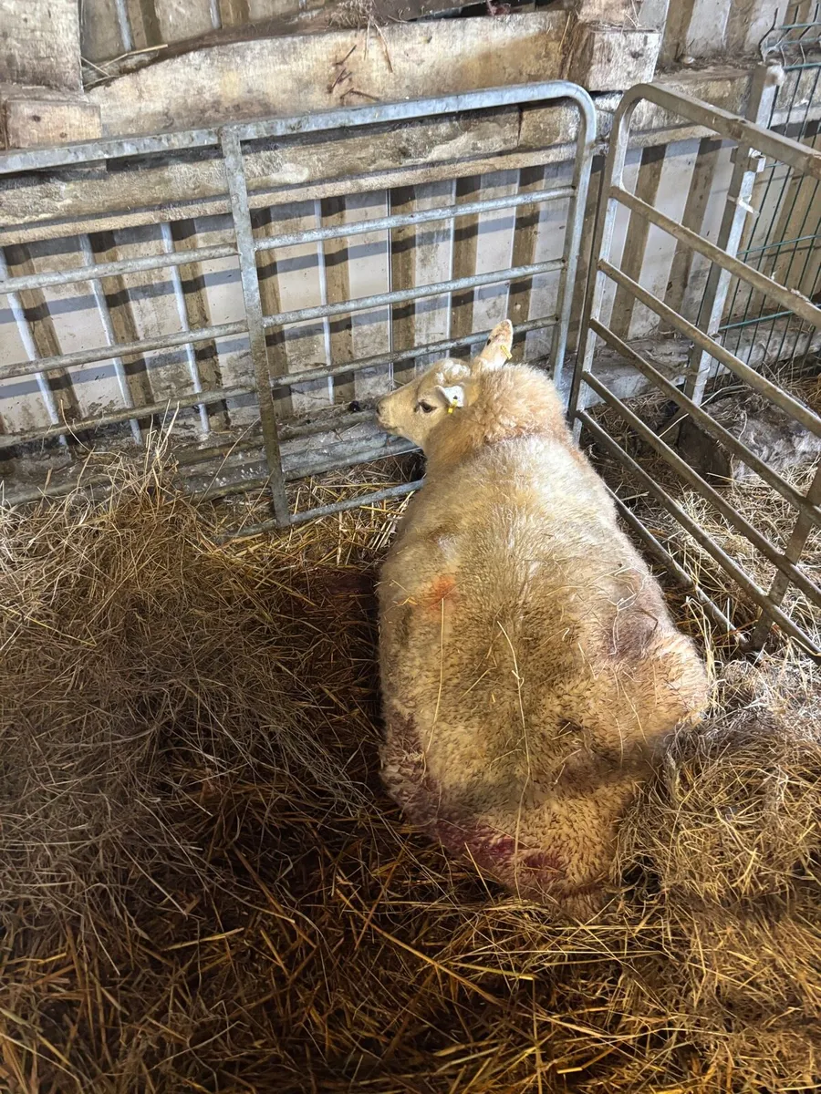 First crop foster ewe