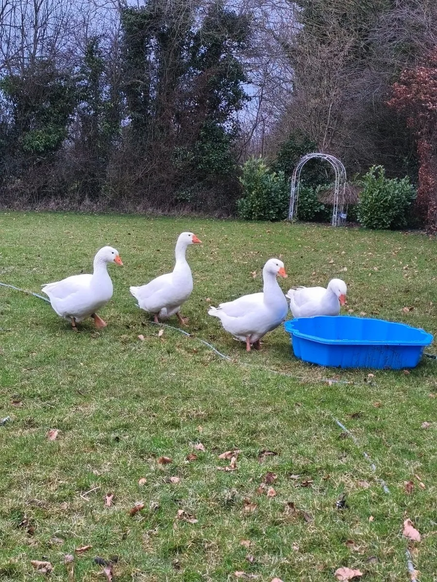Embden geese fertile eggs - Image 4