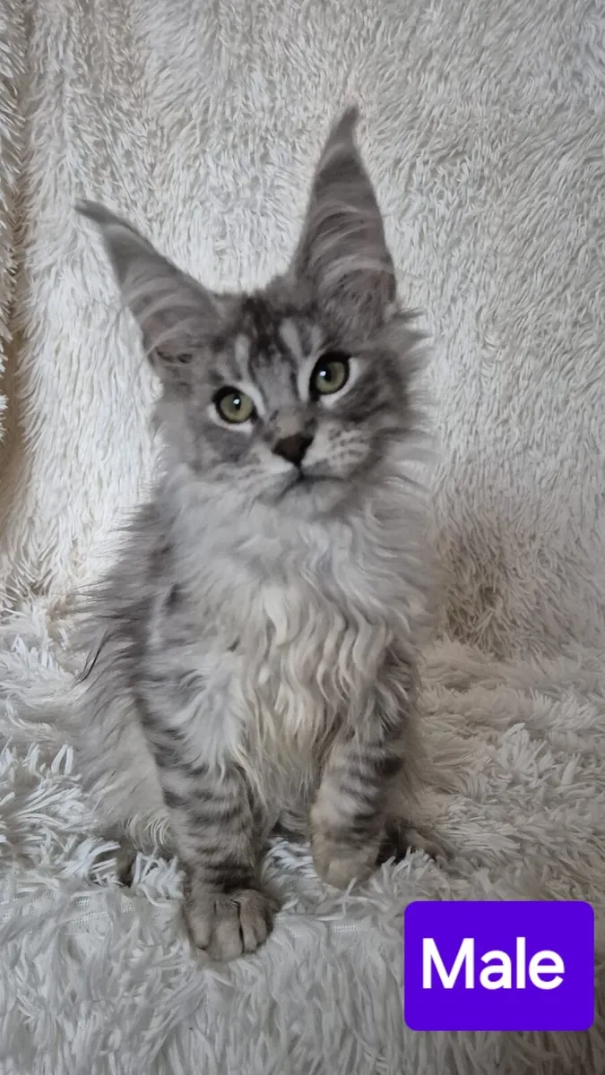 Maine Coon - Image 4