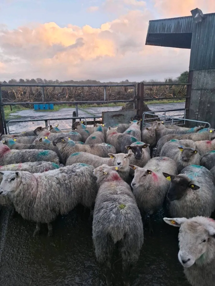 30 top quality butchers lambs - Image 2