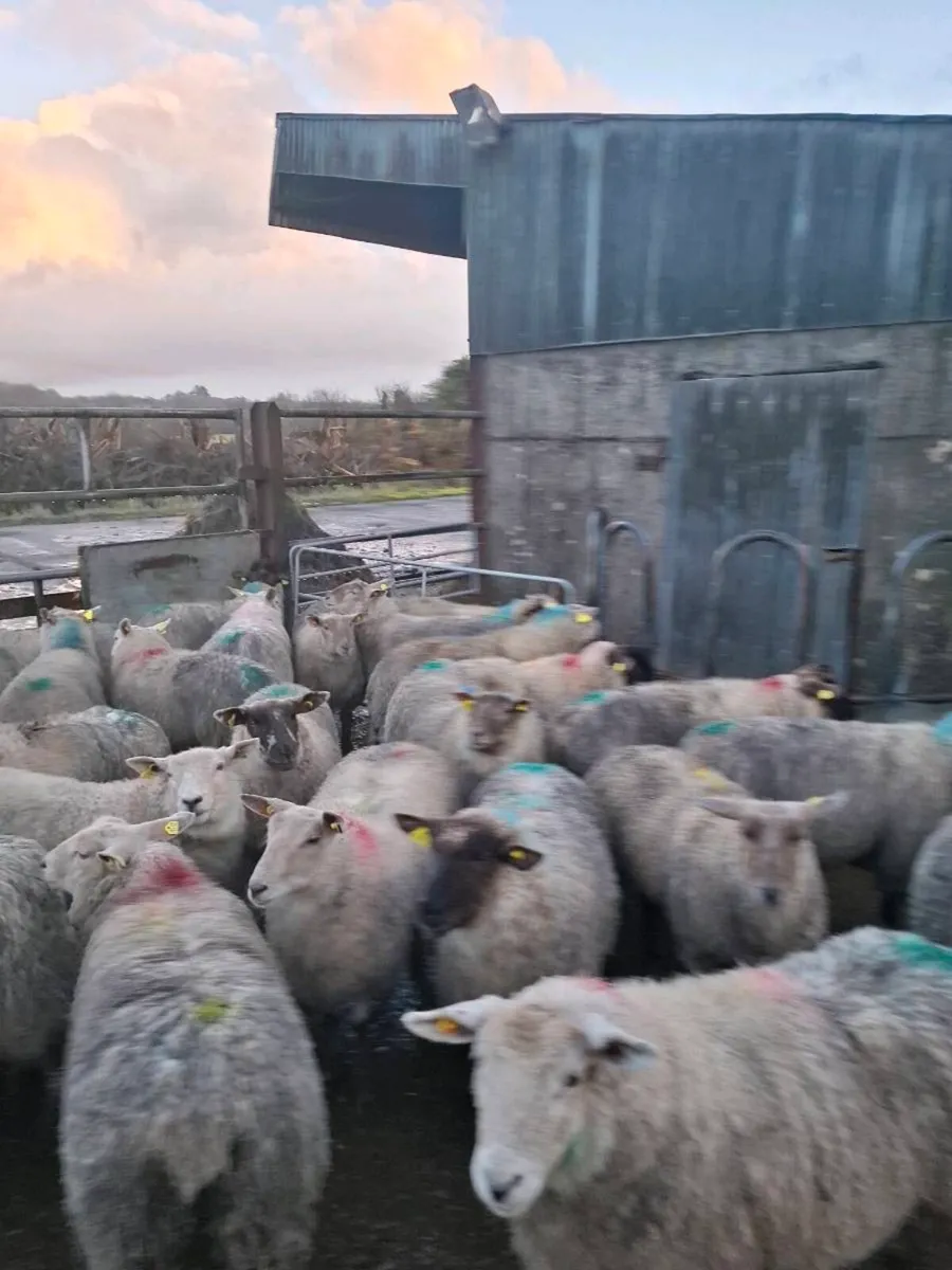 30 top quality butchers lambs - Image 3