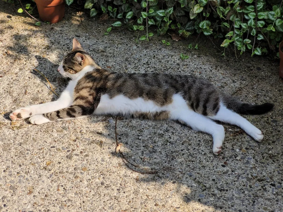 Seeking Loving Homes for 4 Adopted Cats - Image 2