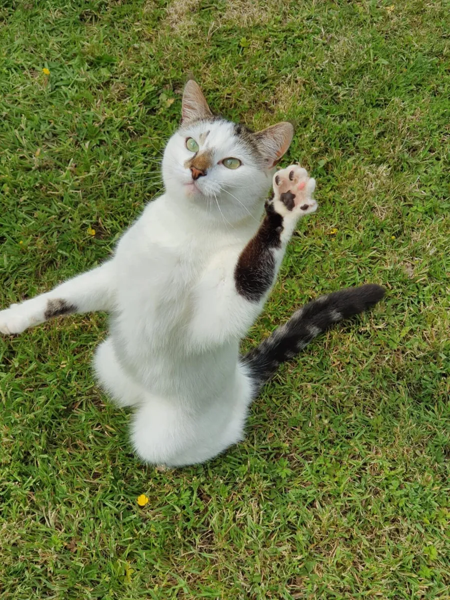 Seeking Loving Homes for 4 Adopted Cats - Image 3