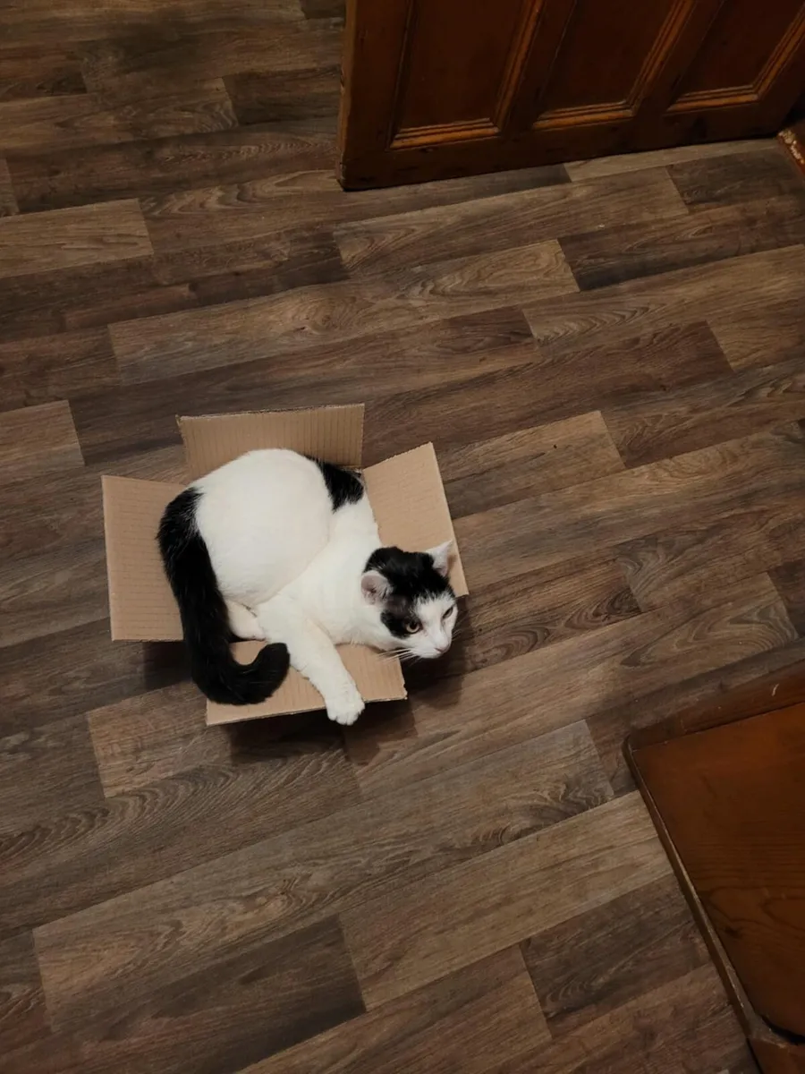 Seeking Loving Homes for 4 Adopted Cats - Image 4