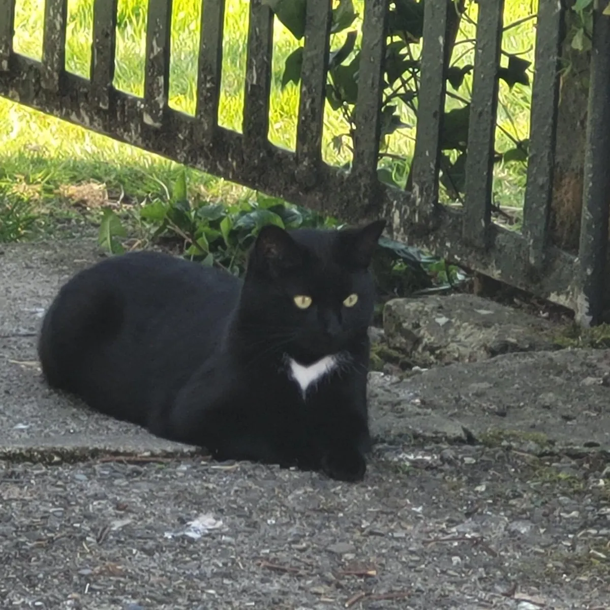 Seeking Loving Homes for 4 Adopted Cats - Image 1