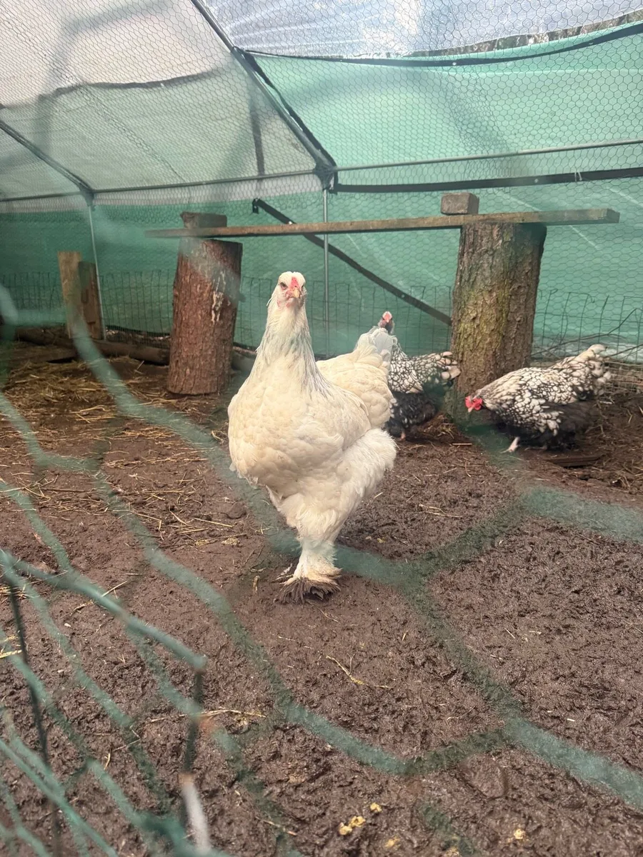 Giant Brahma & Orpington chicken - Image 1