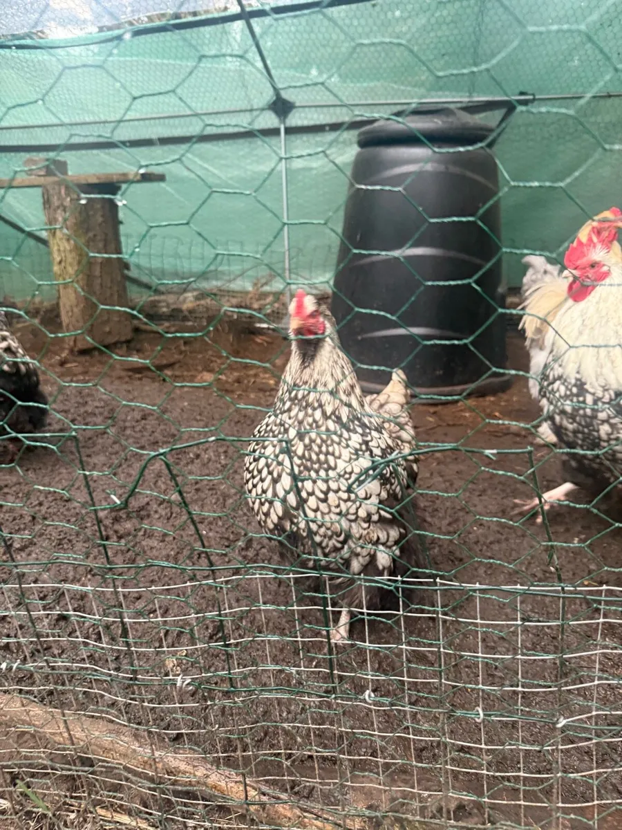 Giant Brahma & Orpington chicken - Image 2