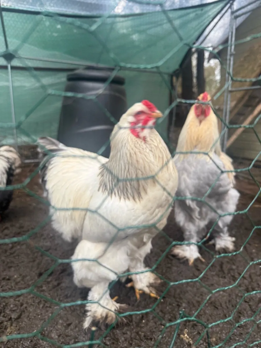 Giant Brahma & Orpington chicken - Image 3