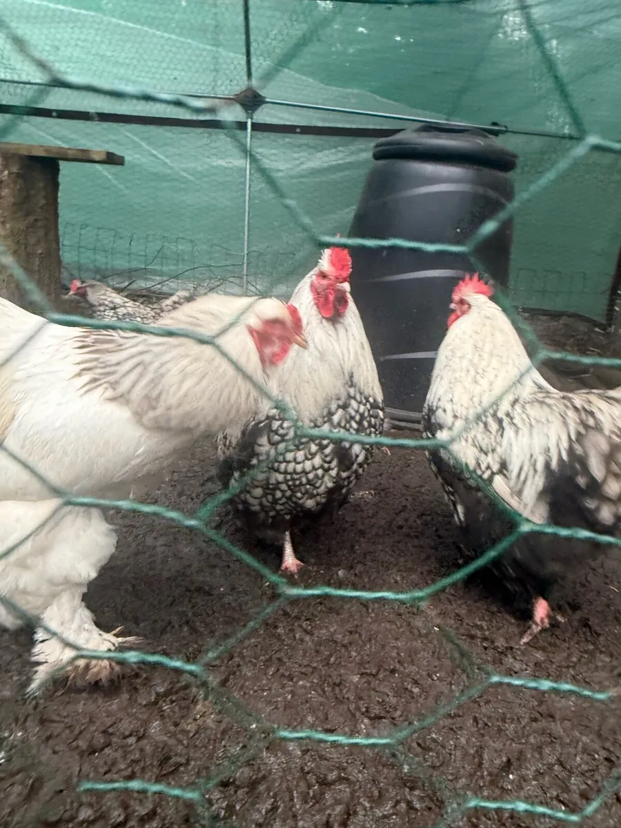 Giant Brahma & Orpington chicken - Image 4