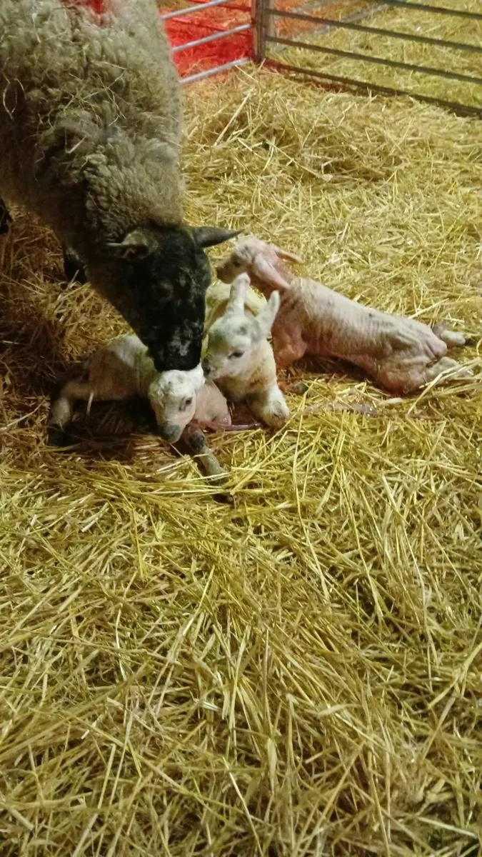 Foster lambs - Image 1