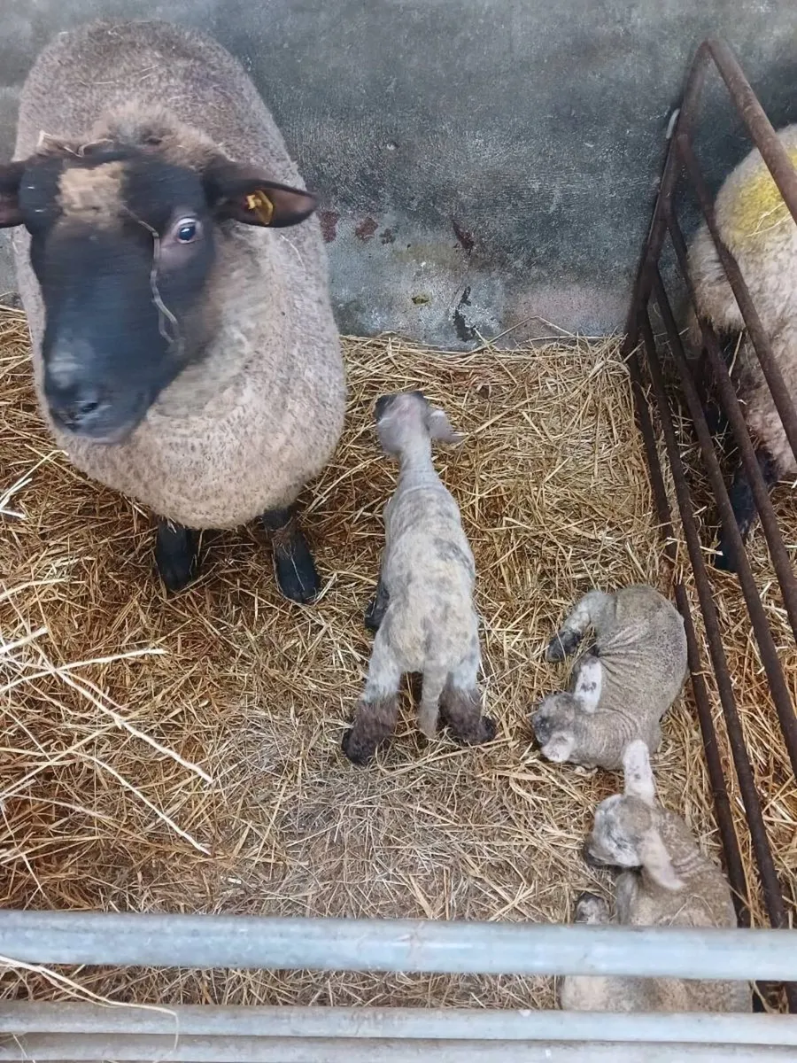 Foster lambs - Image 2