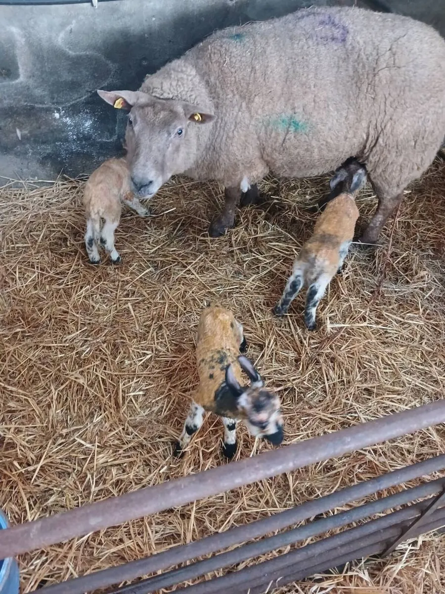 Foster lambs - Image 3