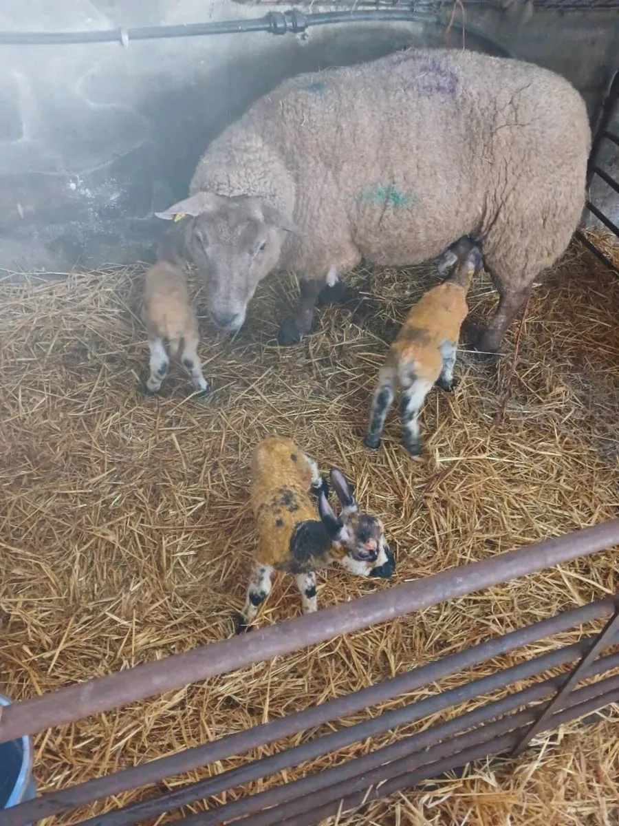 Foster lambs - Image 4