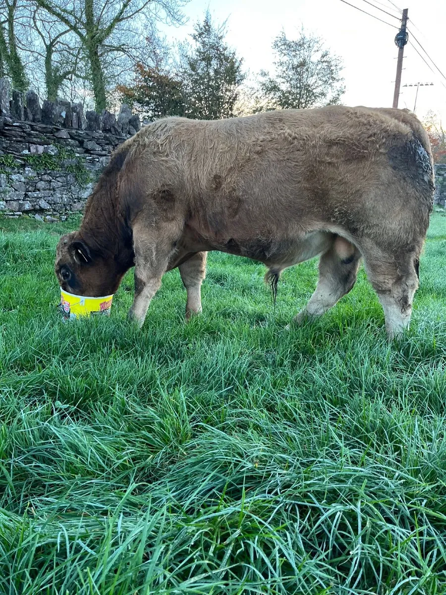 Aubrac bulls for Sale - Image 1