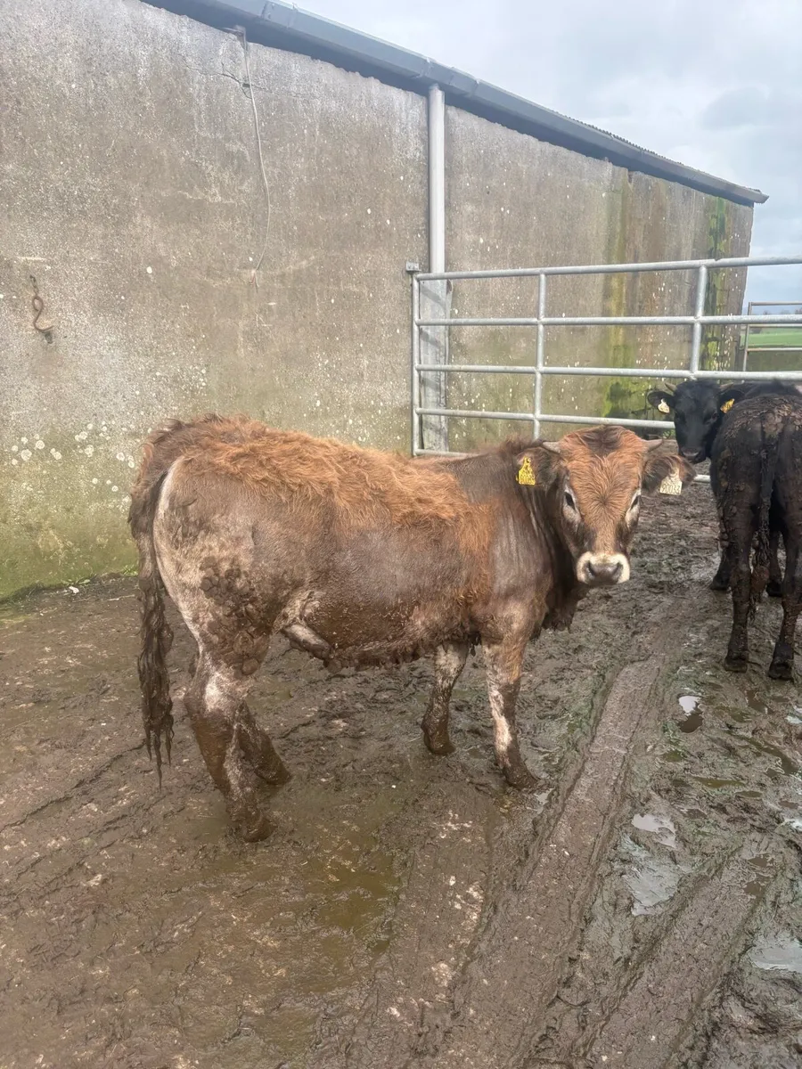Pedigree non registered aubrac heifer