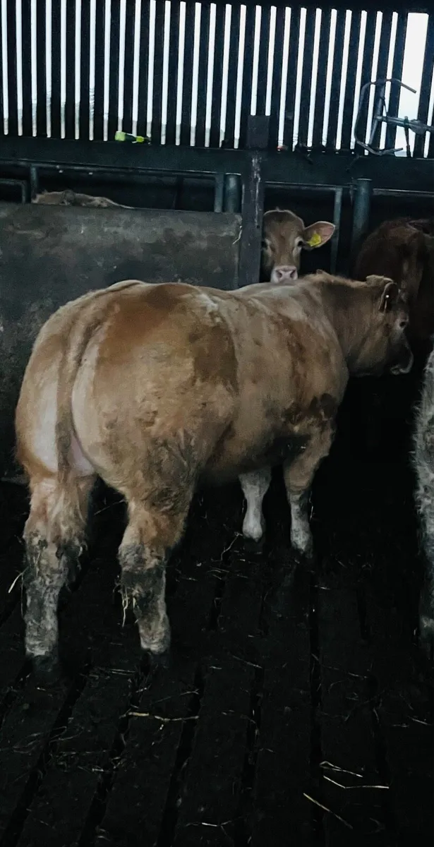 Drumshambo mart Friday the 6th - Image 1