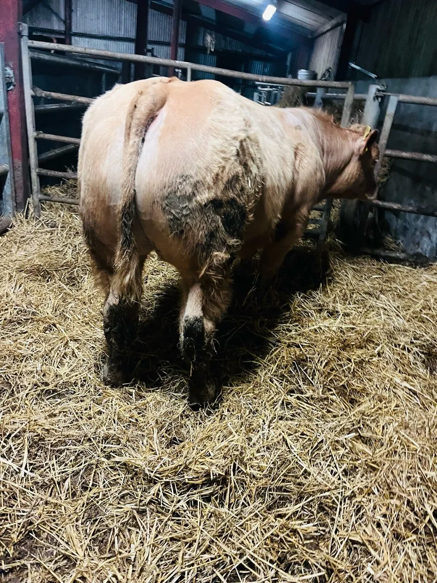 Drumshambo mart Friday the 6th - Image 2