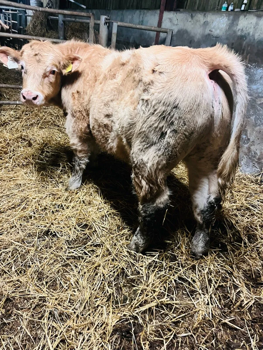 Drumshambo mart Friday the 6th - Image 3