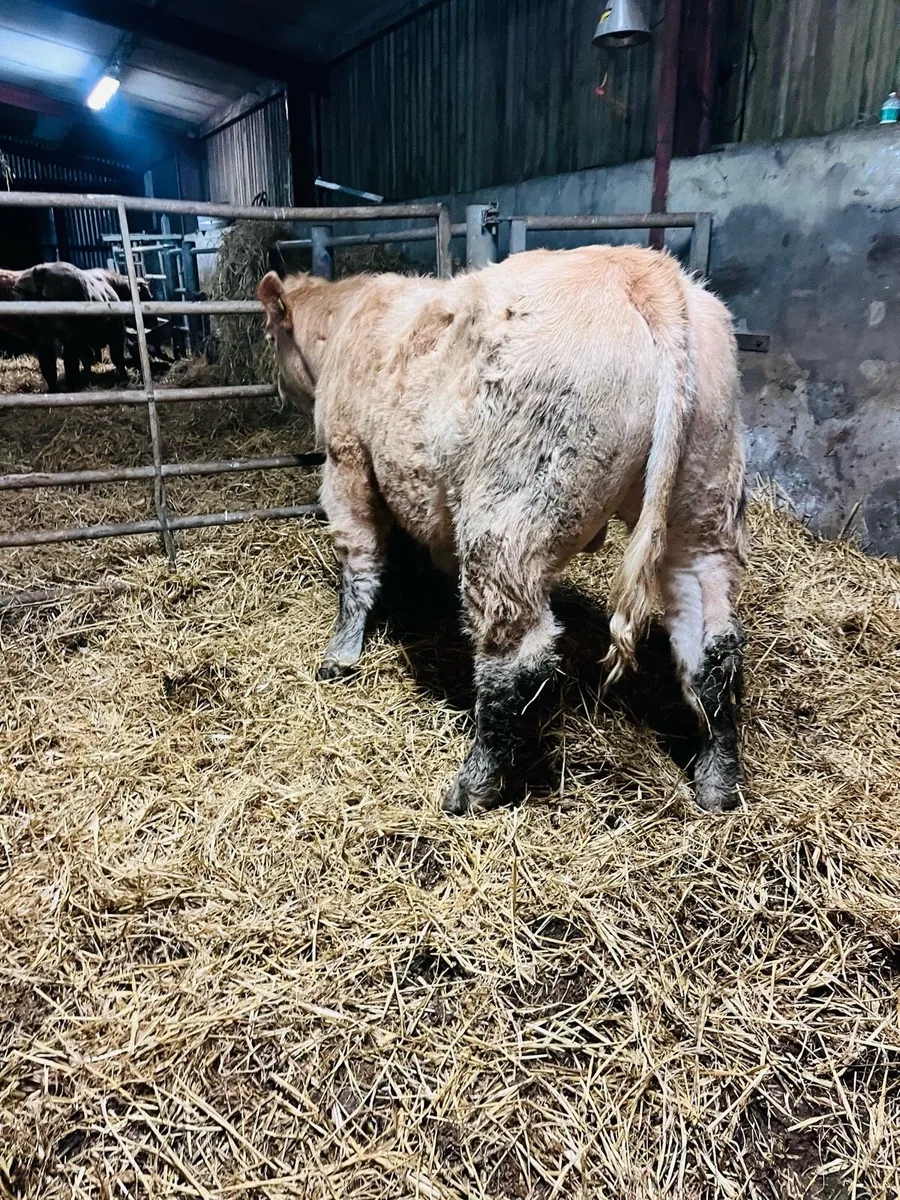 Drumshambo mart Friday the 6th - Image 4