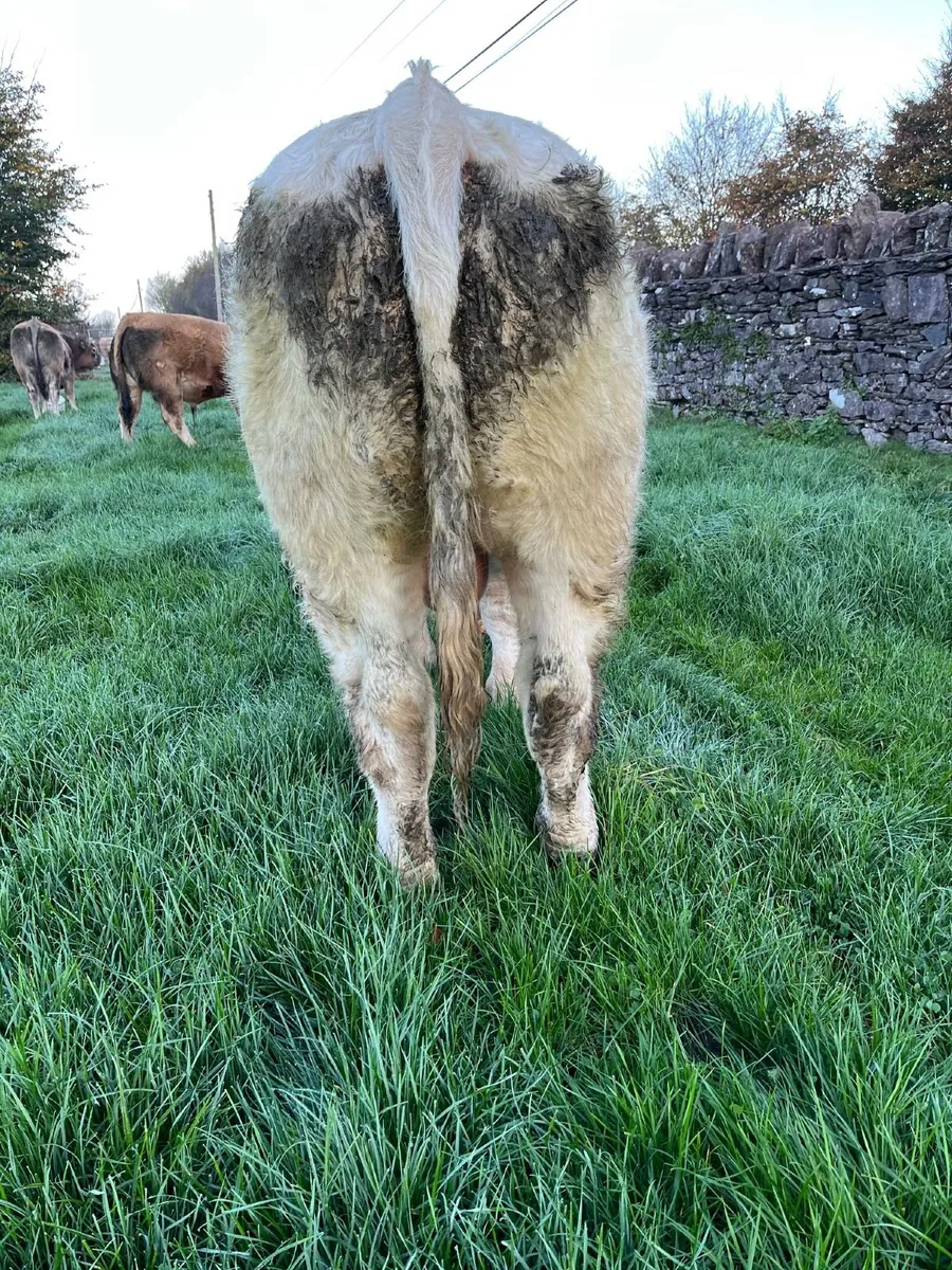 Charolais Bull - Image 3