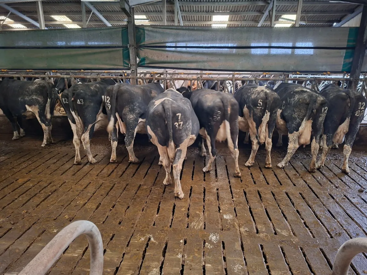 Dairy Cows - Image 4