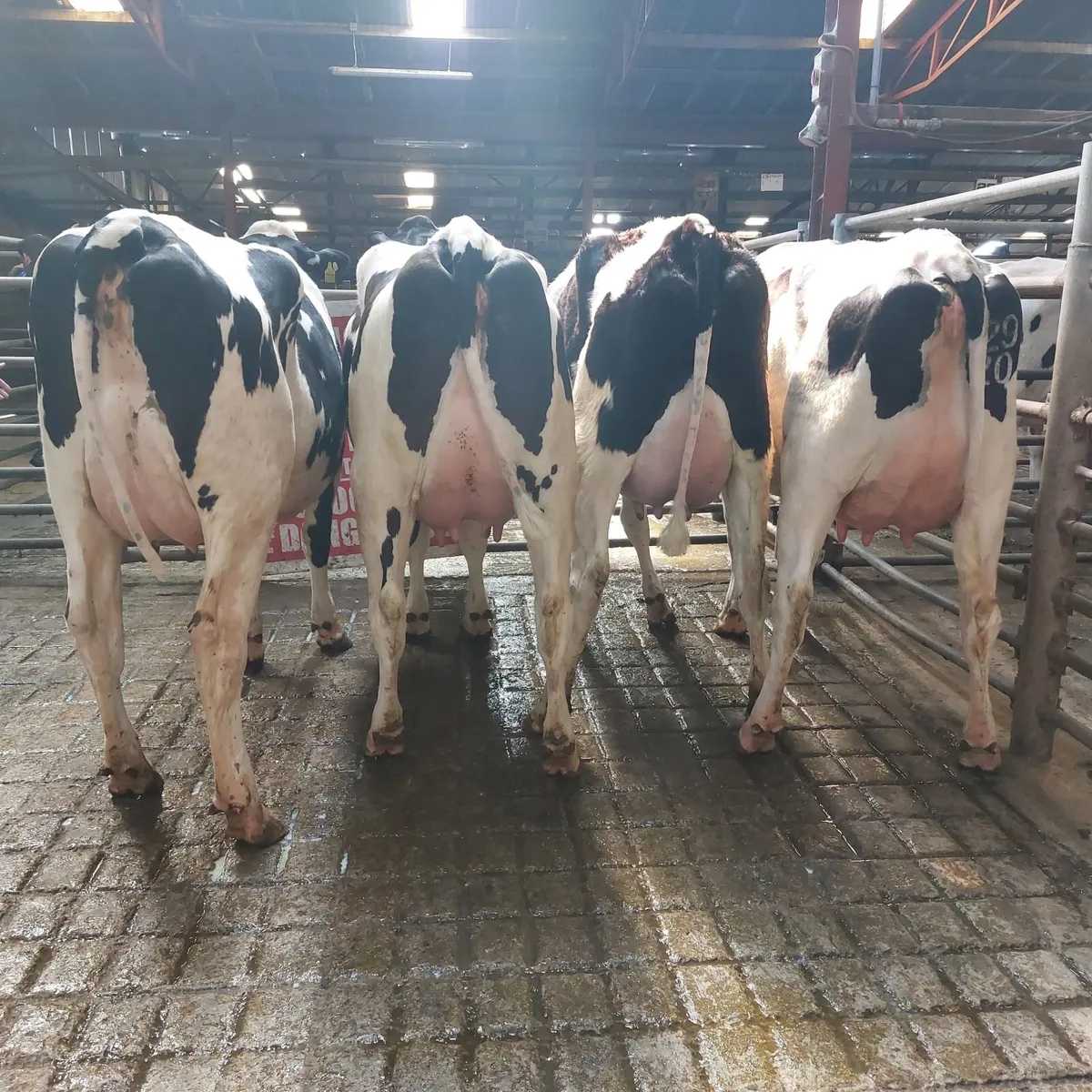 Donegal Friesian Breeders Anuual Show and Sale - Image 1