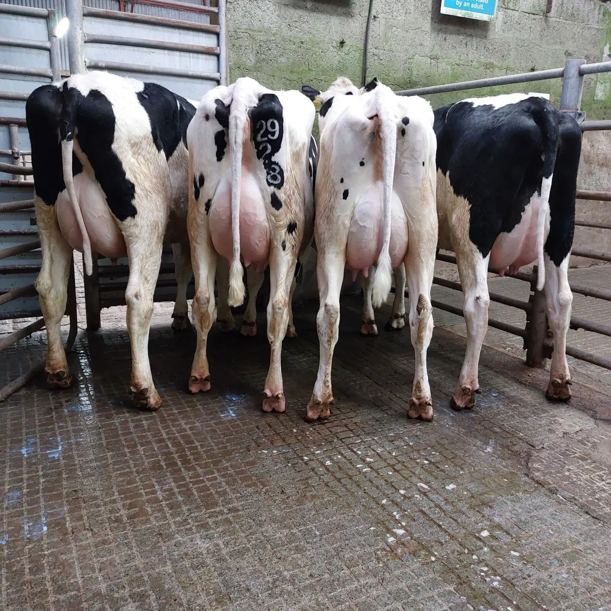 Donegal Friesian Breeders Anuual Show and Sale - Image 2