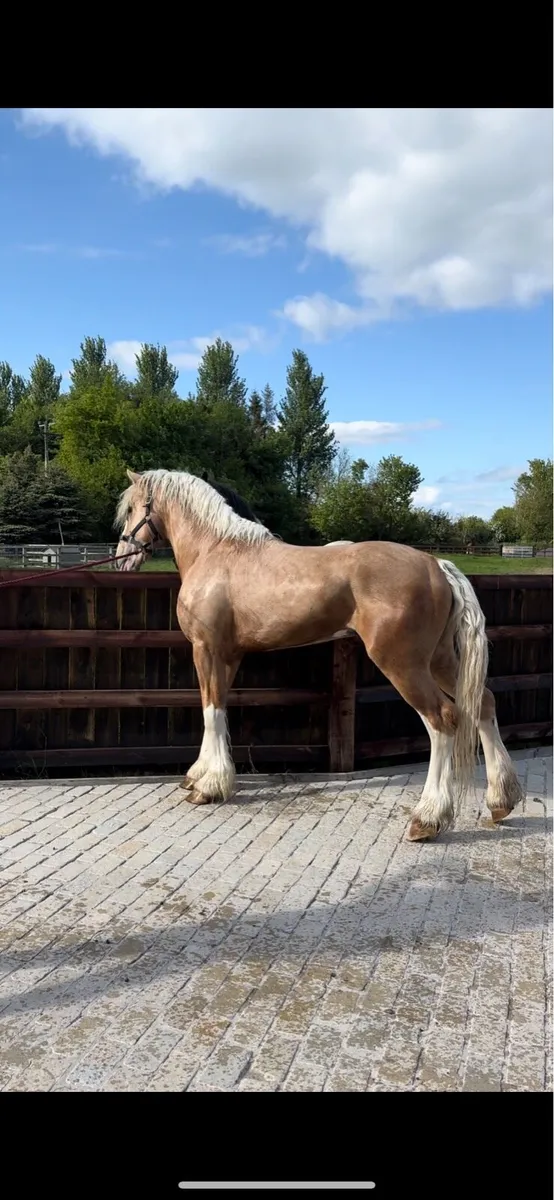 Palomino Cob stallion - Image 1