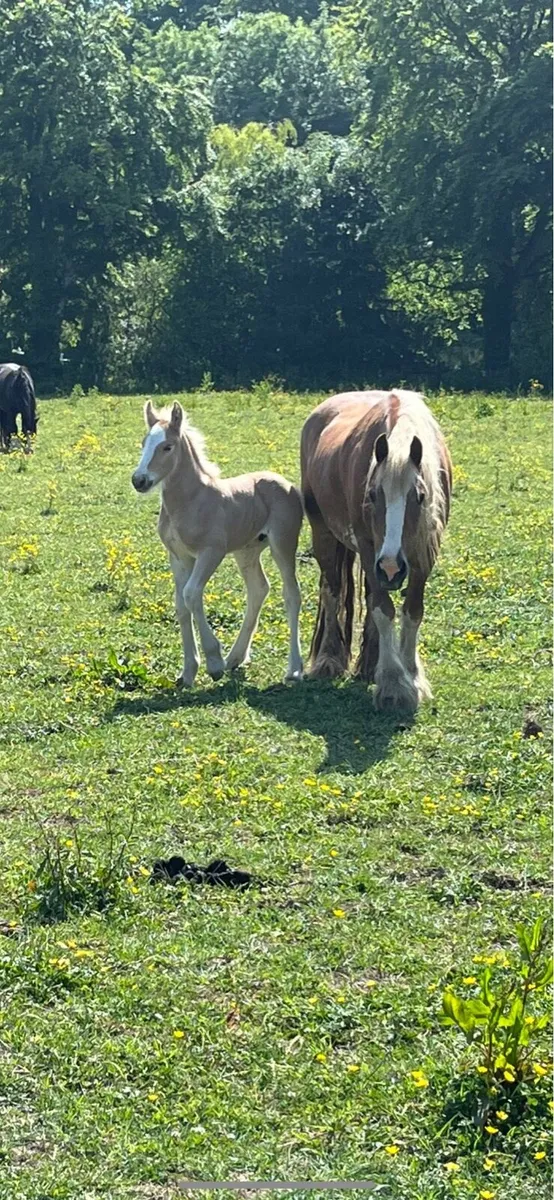 Palomino Cob stallion - Image 4