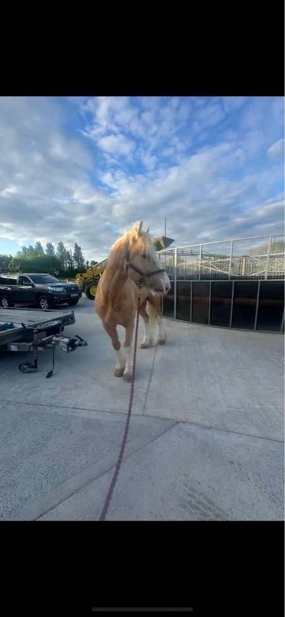 Palomino Cob stallion - Image 2
