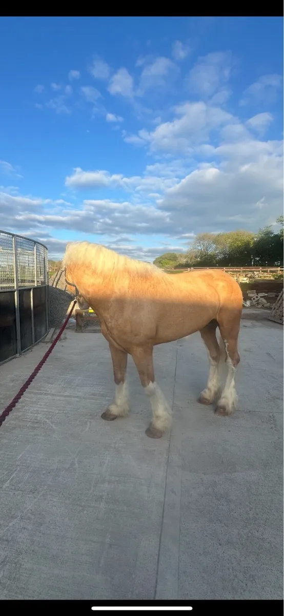 Palomino Cob stallion - Image 3