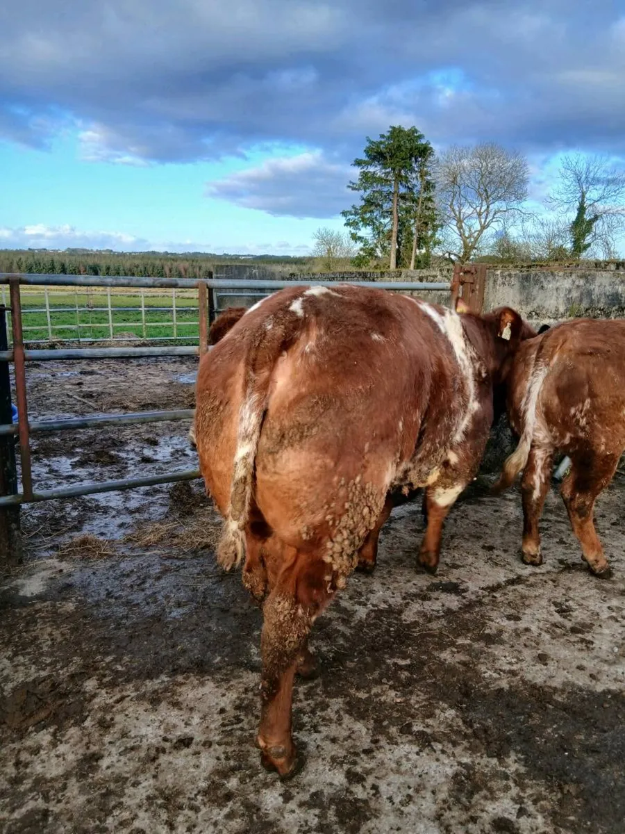 🔥🔥Show quality breeding heifer 🔥🔥 - Image 3