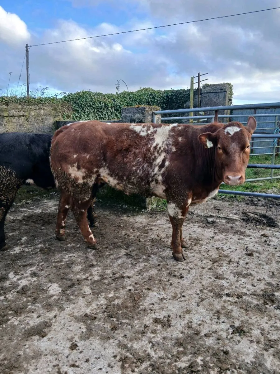 🔥🔥Show quality breeding heifer 🔥🔥 - Image 4