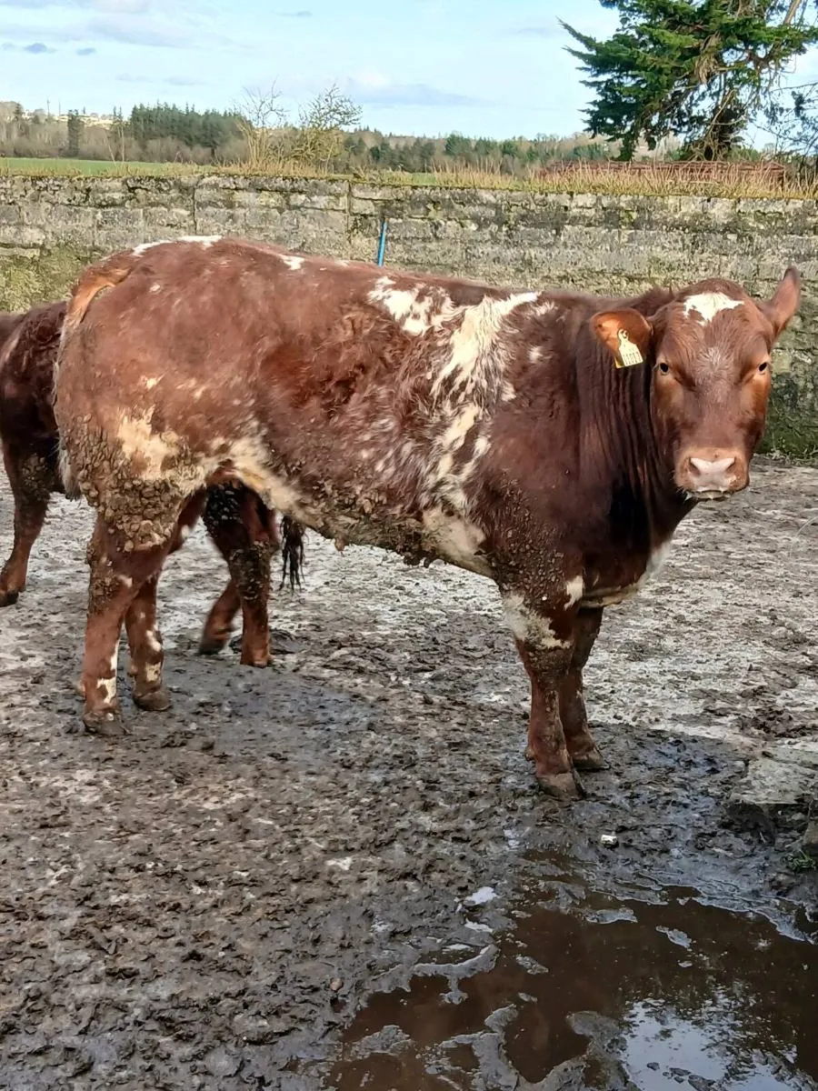 🔥🔥Show quality breeding heifer 🔥🔥 - Image 2