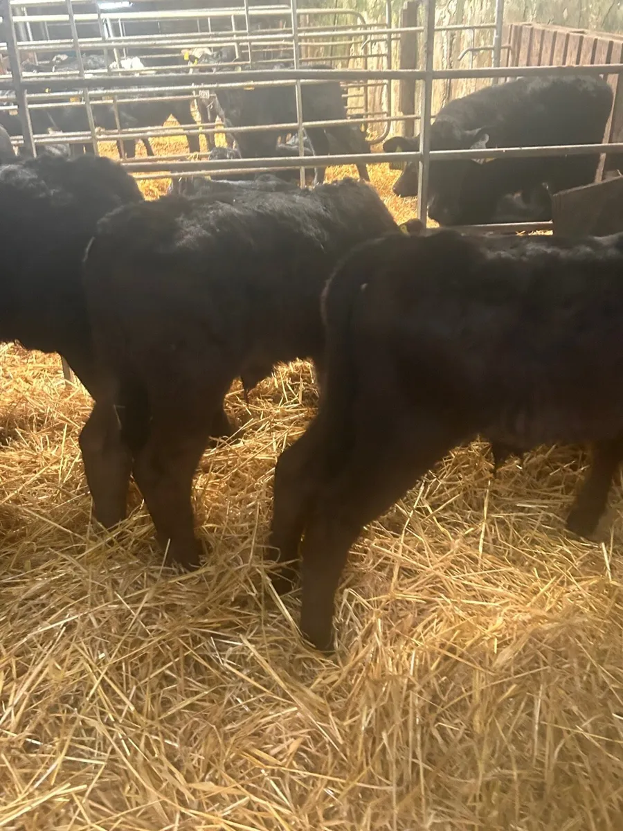 🌟5 limosin bull calves 🌟 - Image 4