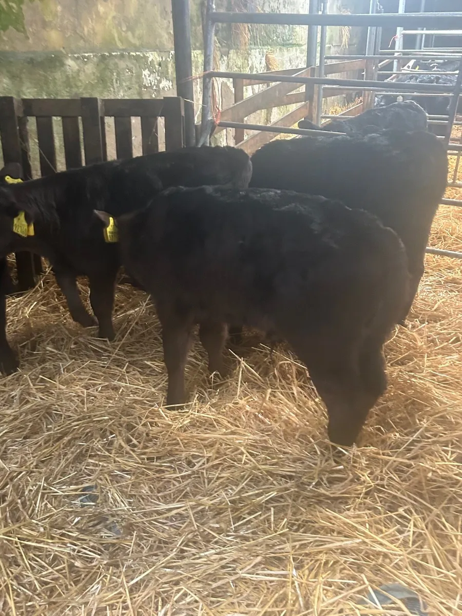 🌟5 limosin bull calves 🌟 - Image 1