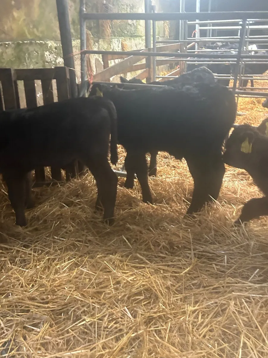 🌟5 limosin bull calves 🌟 - Image 2