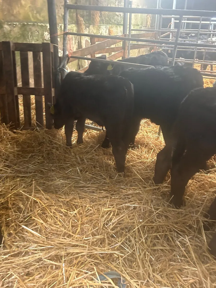 🌟5 limosin bull calves 🌟 - Image 3