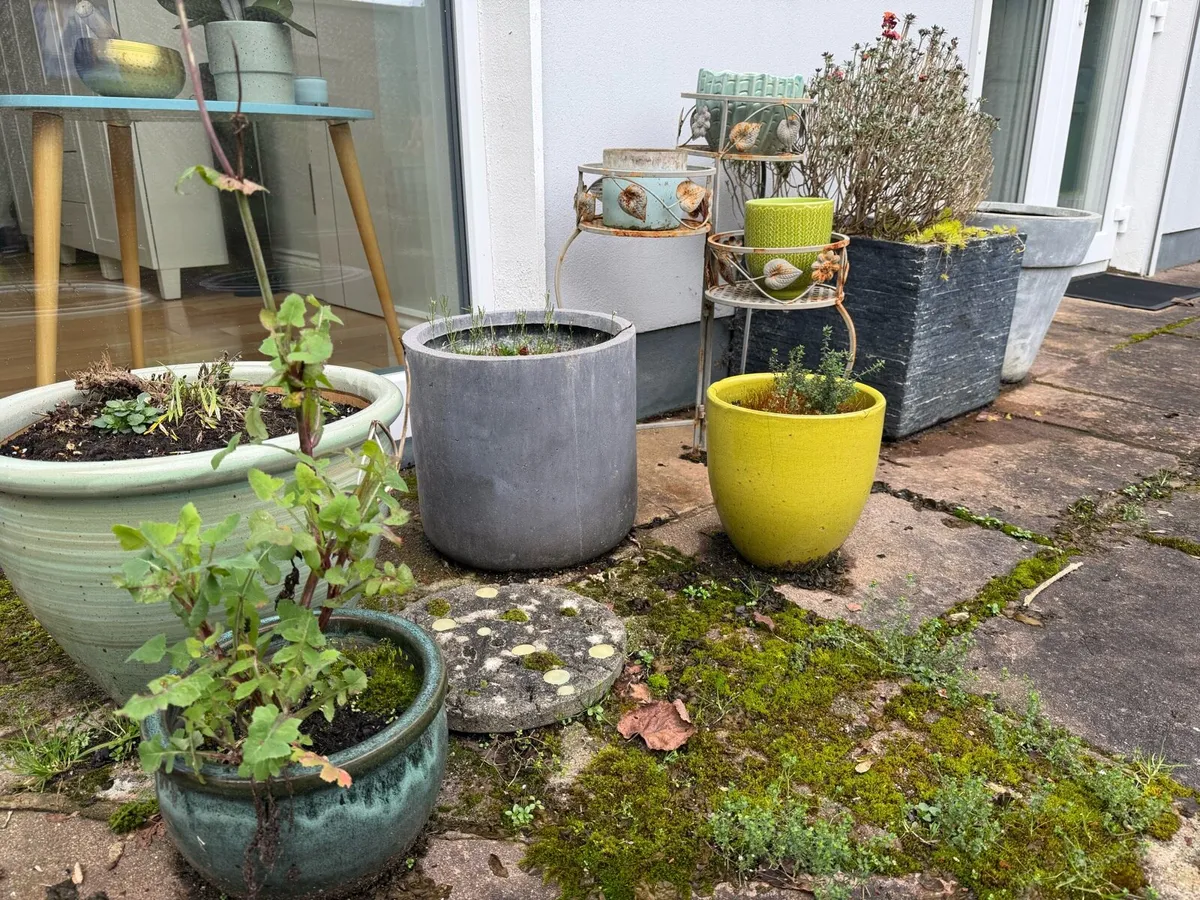 17 Clay and Ceramic Flower Plan Pots - Image 3