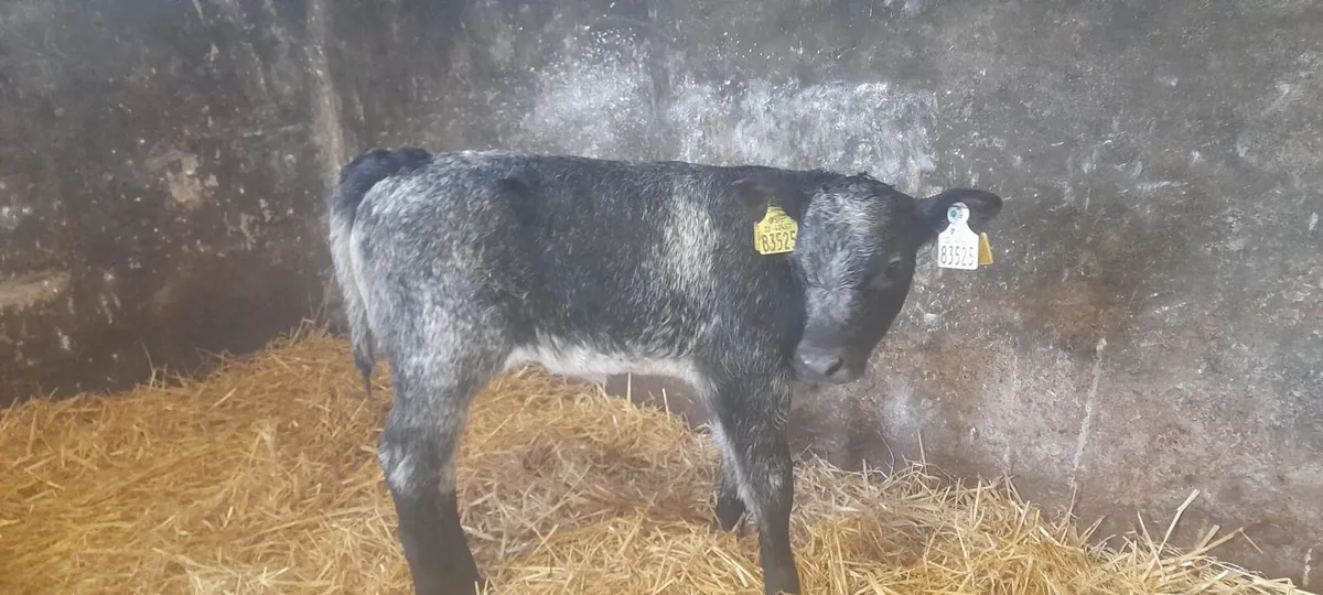 1 Super Blue Grey heifer calf for sale - Image 1