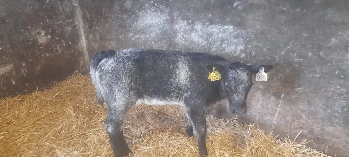 1 Super Blue Grey heifer calf for sale - Image 2