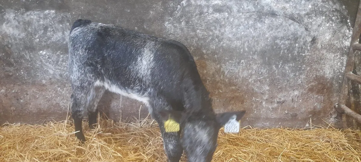 1 Super Blue Grey heifer calf for sale - Image 3