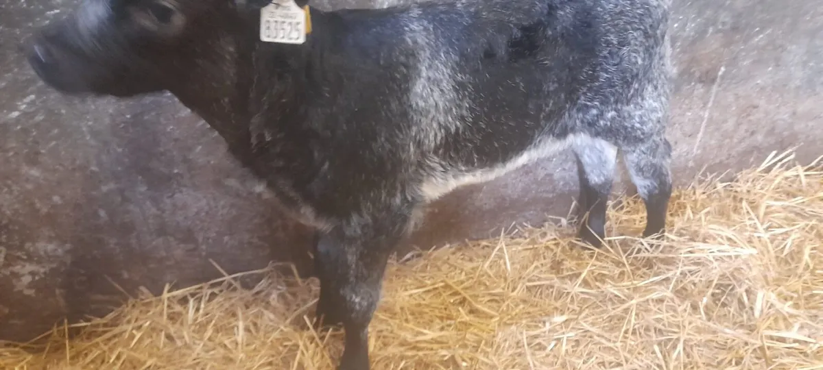 1 Super Blue Grey heifer calf for sale - Image 4