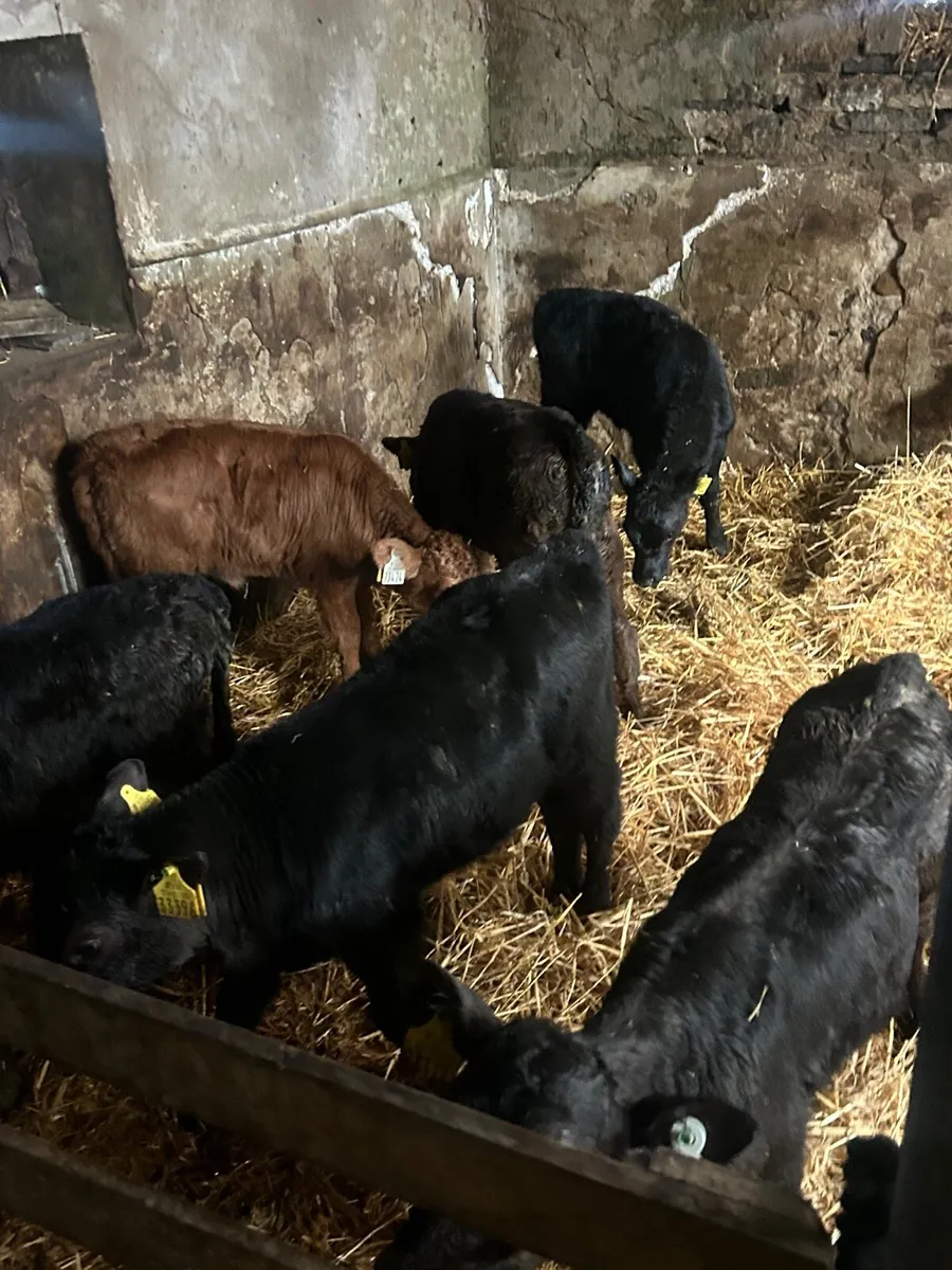 6Angus Heifer calves - Image 1