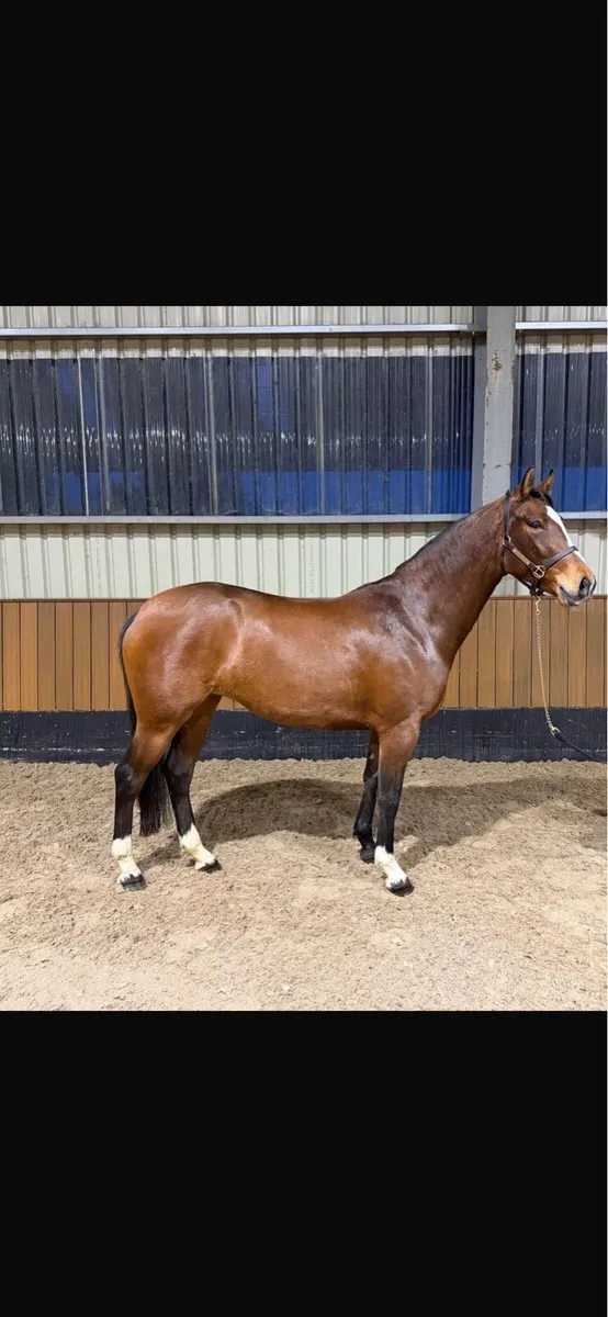 4 year old mare lot 330 goresbridge