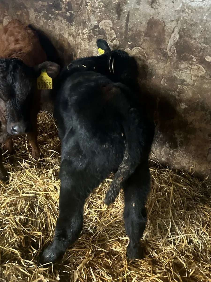 6Angus Heifer calves - Image 2