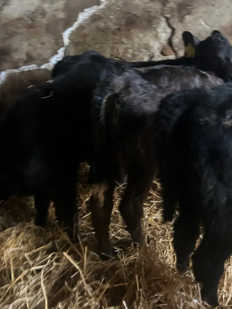 6Angus Heifer calves - Image 4