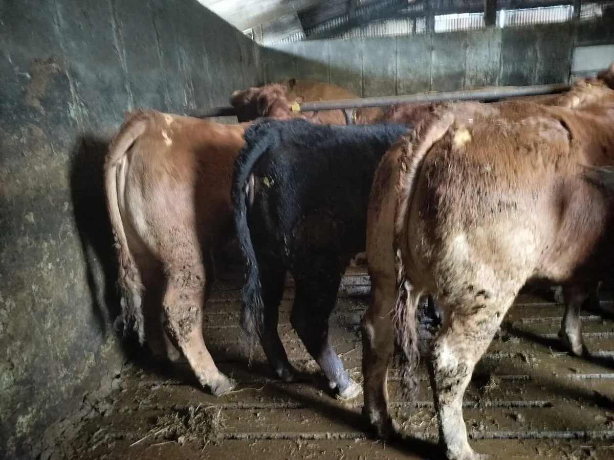 Heifers Ennis Mart 3rd March - Image 1