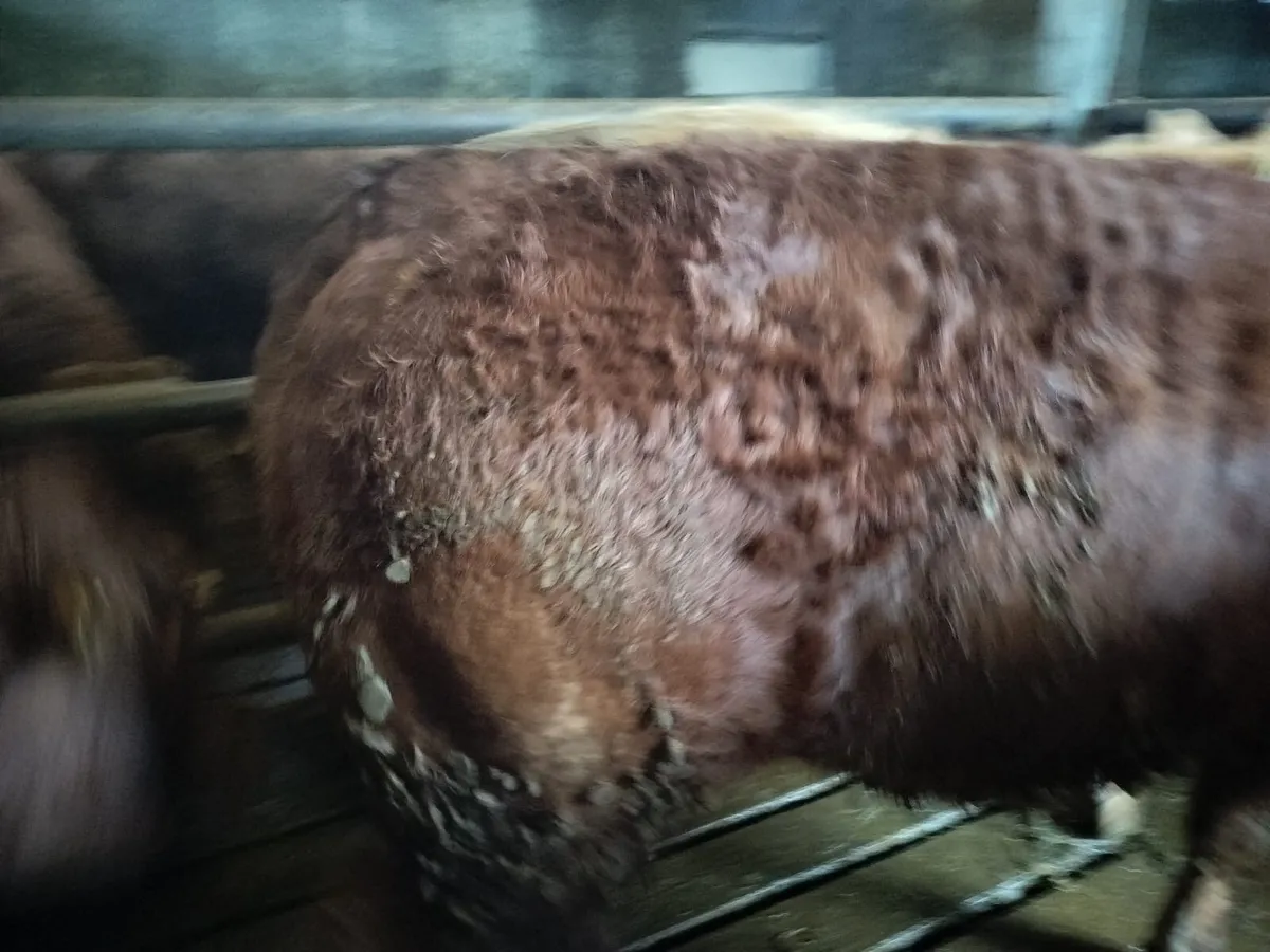 Heifers Ennis Mart 3rd March - Image 3